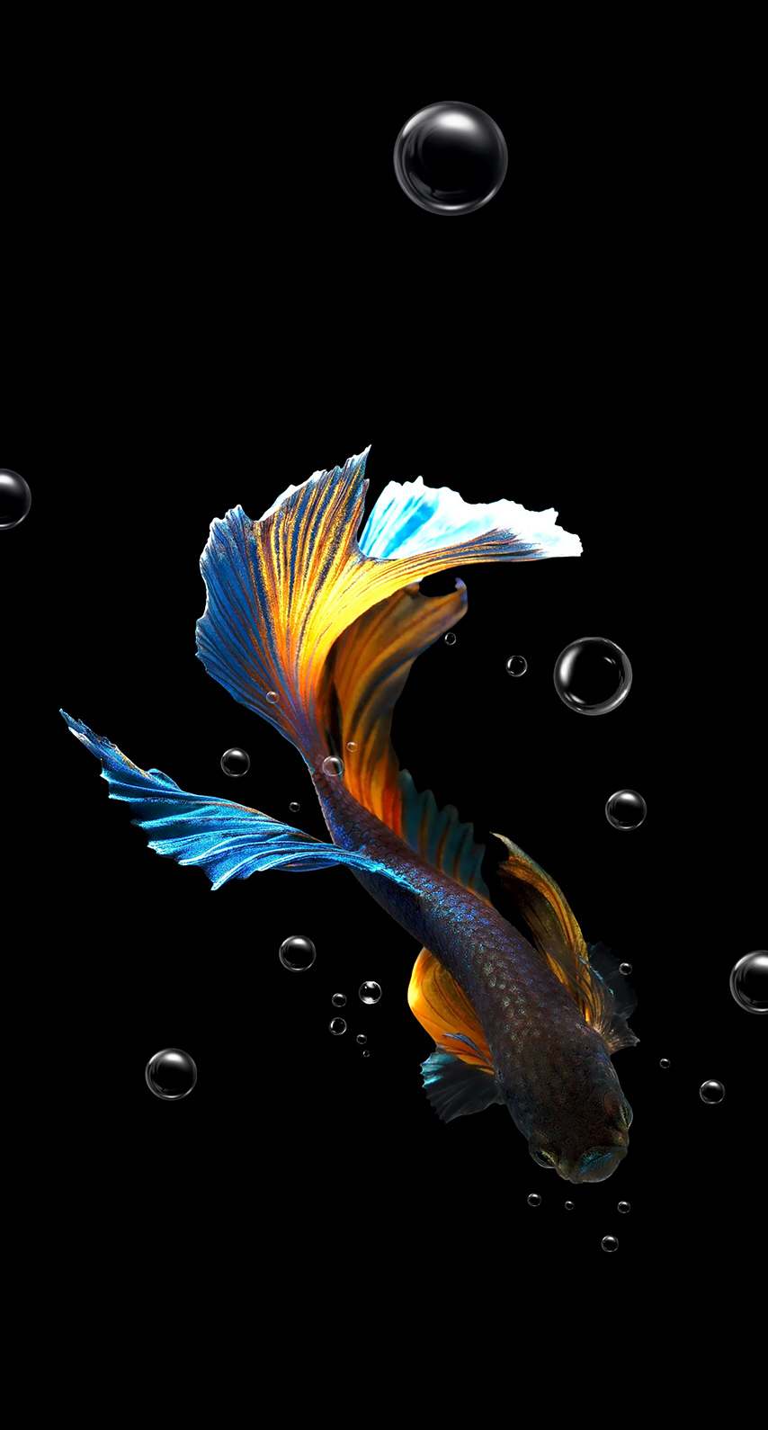 Fish_Animal_HD